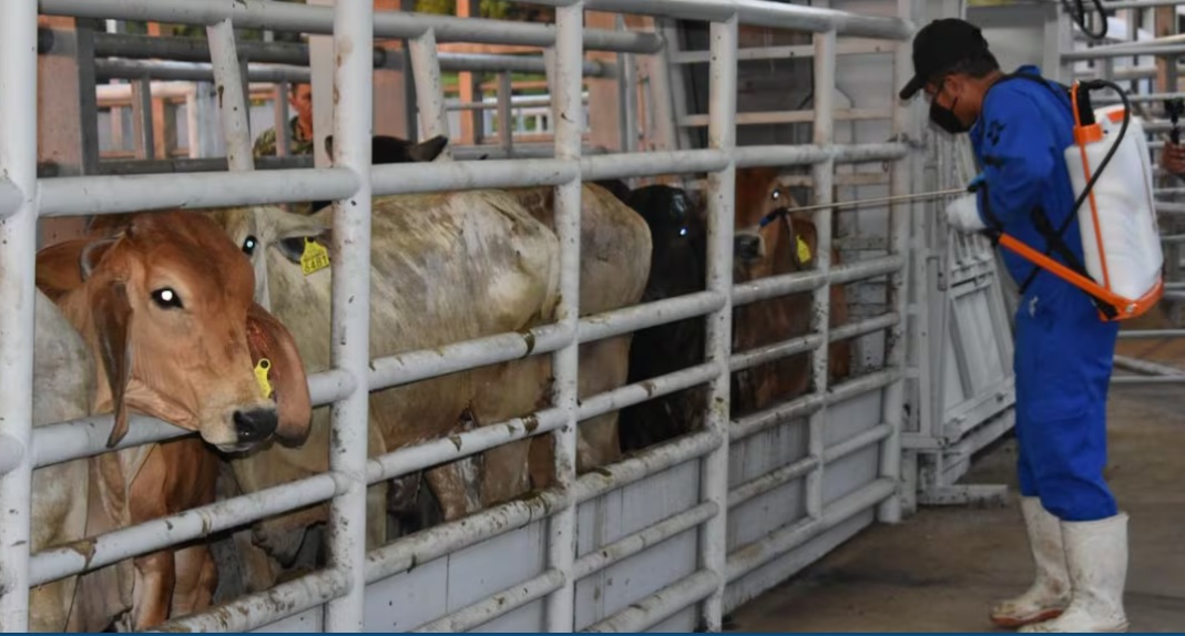 Existen 692 casos activos de gusano barrenador en M&eacute;xico