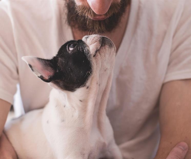&iquest;Los perros pueden distinguir la voz de sus due&ntilde;os?