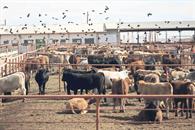 Entregar&aacute;n 2 mil mdp a productores afectados por gusano barrenador