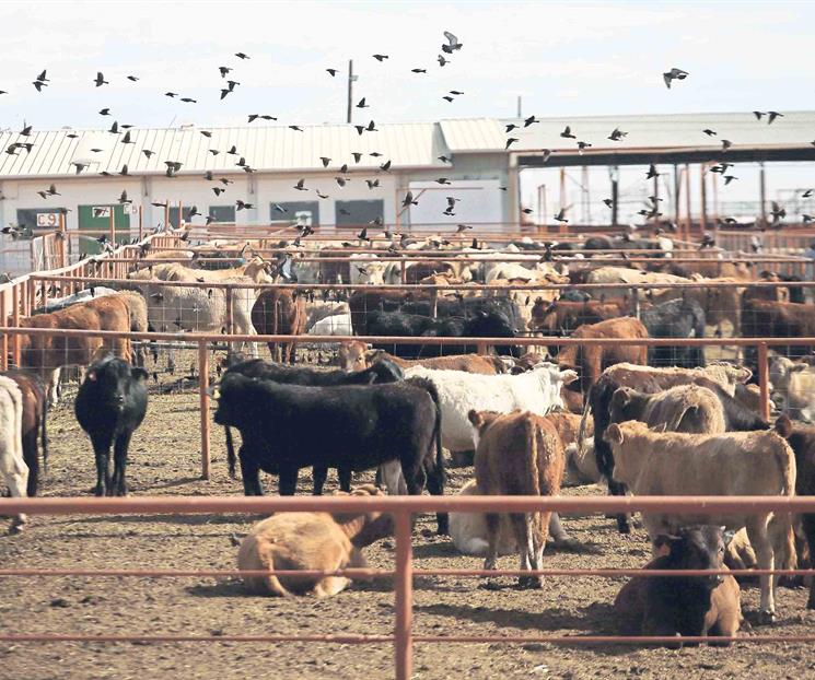 Entregar&aacute;n 2 mil mdp a productores afectados por gusano barrenador