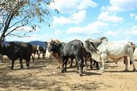 Se expande gusano barrenador a estados