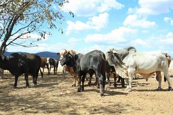 Se expande gusano barrenador a estados