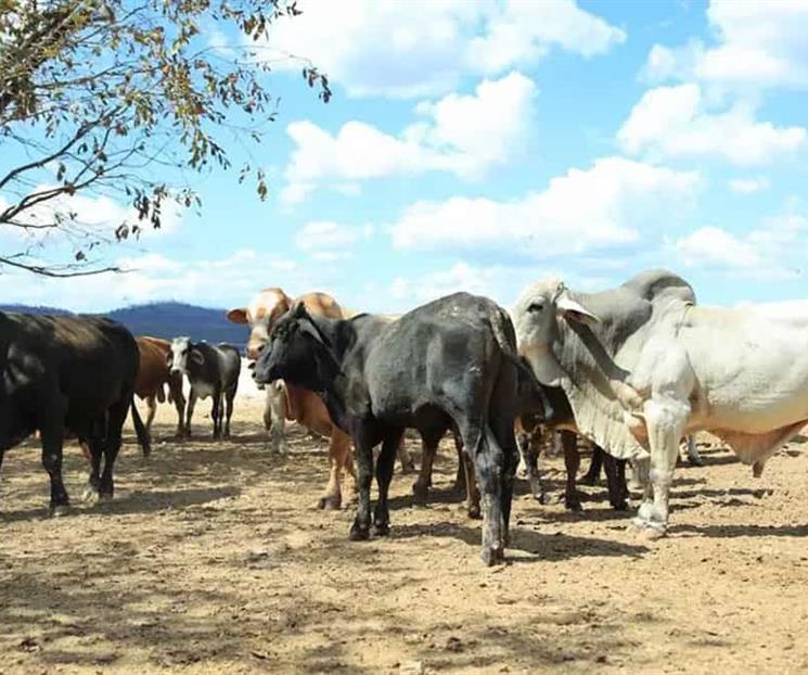 Se expande gusano barrenador a estados