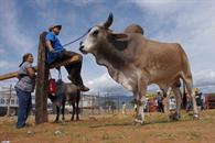 Ganaderos publican carta sobre situaci&oacute;n con gusano barrenador