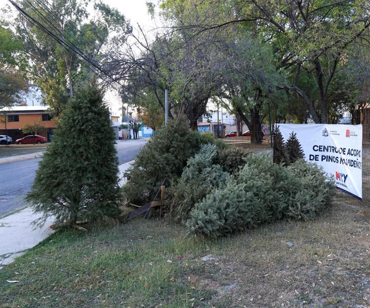 Instala Monterrey 49 centros de acopio de pinos Instala Monterrey 49 centros de acopio de pinos