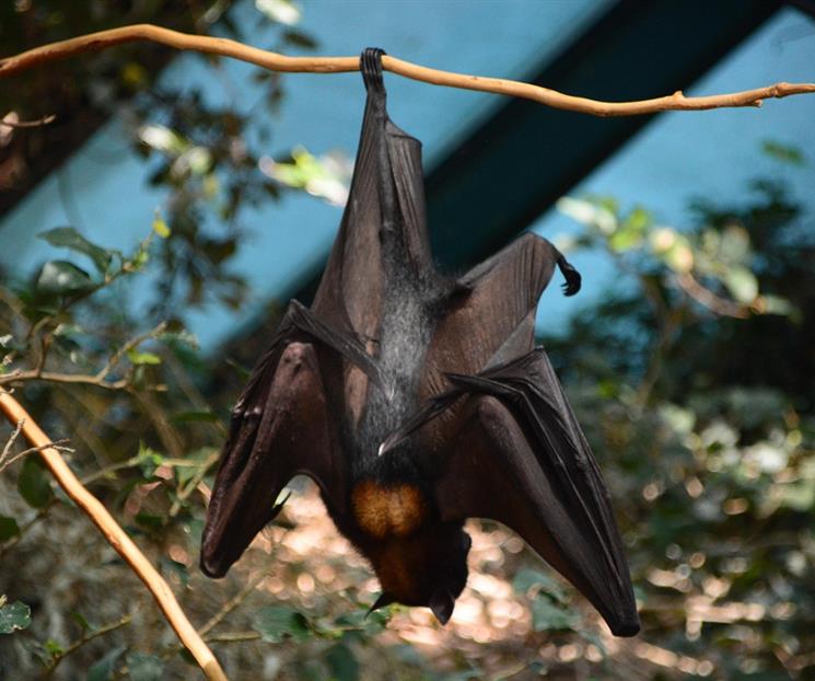 Conoce la importancia de conservar a los murci&eacute;lagos