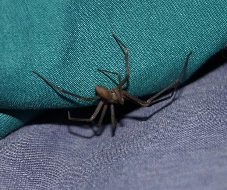 Piquete de ara&ntilde;a violinista: &iquest;c&oacute;mo identificarla y qu&eacute; hacer?