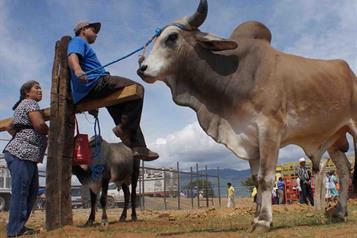 Piden ganaderos del norte reabrir la frontera
