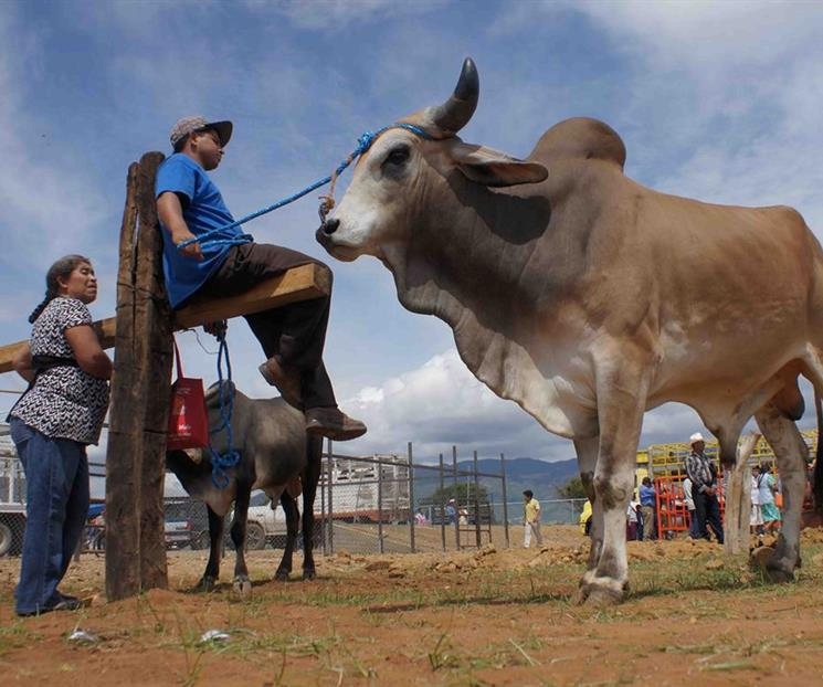Piden ganaderos del norte reabrir la frontera Piden ganaderos del norte reabrir la frontera