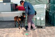 Aseguran casi 20 toneladas de tabaco ilegal