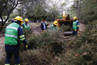 Inicia municipio regio con reciclaje de pinos navideños Inicia municipio regio con reciclaje de pinos navideños