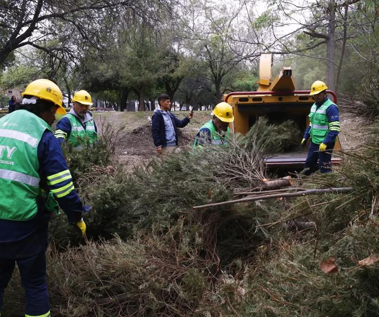 Inicia municipio regio con reciclaje de pinos navide&ntilde;os