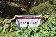 Destruye Marina 32 plant&iacute;os de amapola en Nayarit