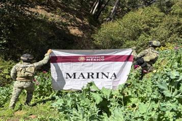 Destruye Marina 32 plant&iacute;os de amapola en Nayarit