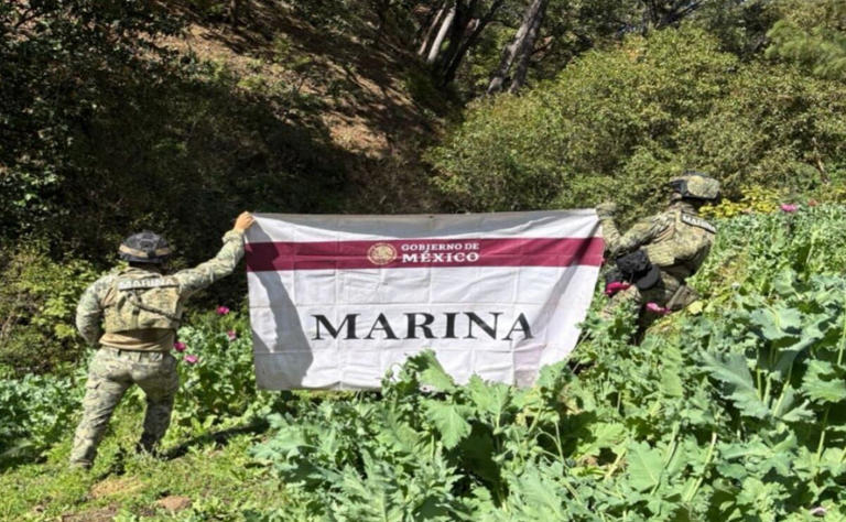 Destruye Marina 32 plant&iacute;os de amapola en Nayarit