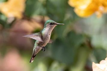 Colibr&iacute;es, arte y biodiversidad urbana: &iquest;d&oacute;nde ver la exposici&oacute;n?
