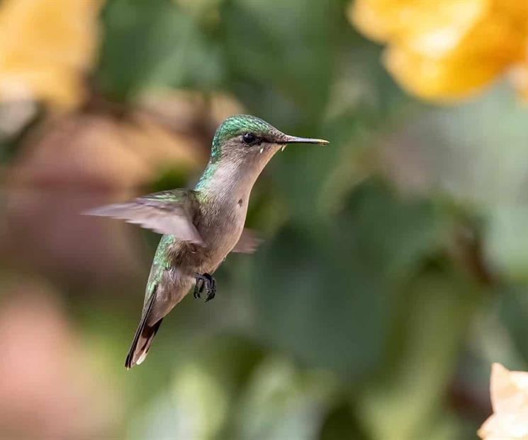Colibr&iacute;es, arte y biodiversidad urbana: &iquest;d&oacute;nde ver la exposici&oacute;n?