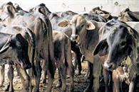 Refuerzan plan contra gusano barrenador