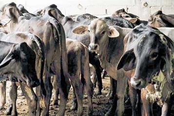 Refuerzan autoridades plan contra gusano barrenador