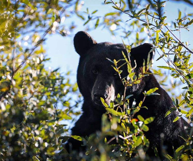 Provoca oso movilizaci&oacute;n al sur de Monterrey