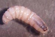 Infecta gusano barrenador a animales dom&eacute;sticos