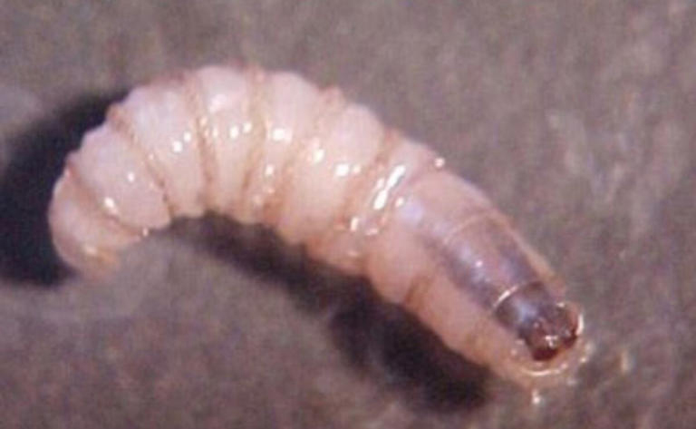 Infecta gusano barrenador a animales dom&eacute;sticos