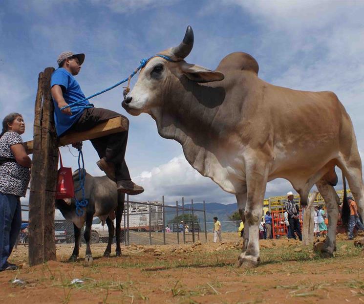 Exigen ganaderos reinstalar filtros contra barrenador