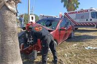 Estrella auto contra palmera