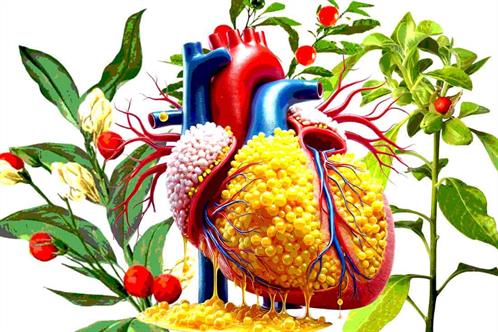 Identifican beneficios de la Ashwagandha en adultos con sobrepeso