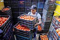 Hila jitomate doce meses a la baja; el m&aacute;s bajo desde 1971