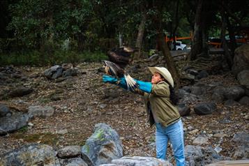 Liberan a ave en parque ecol&oacute;gico tras rehabilitaci&oacute;n