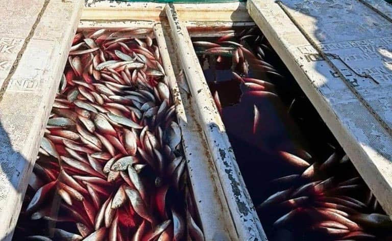 Exigen senadores de EU sanciones a M&eacute;xico por pesca ilegal