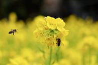 &iquest;C&oacute;mo atraer abejas a tu jard&iacute;n?; conoce qu&eacute; tipo de flores usar
