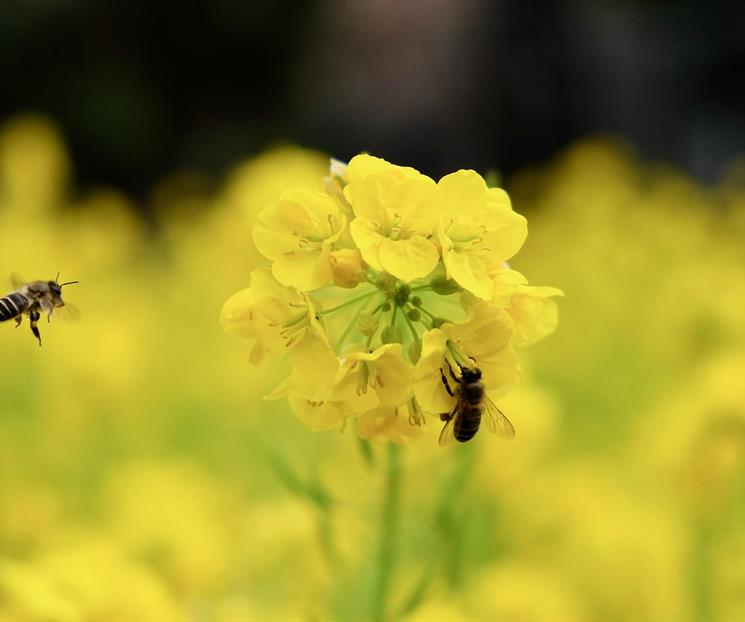 ¿Cómo atraer abejas a tu jardín?; conoce qué tipo de flores usar ¿Cómo atraer abejas a tu jardín?; conoce qué tipo de flores usar