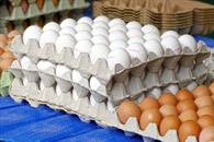 Lo que debes hacer para que los huevos no transmitan Salmonella