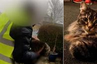 Gata es robada de su casa por repartidor de Amazon en Inglaterra