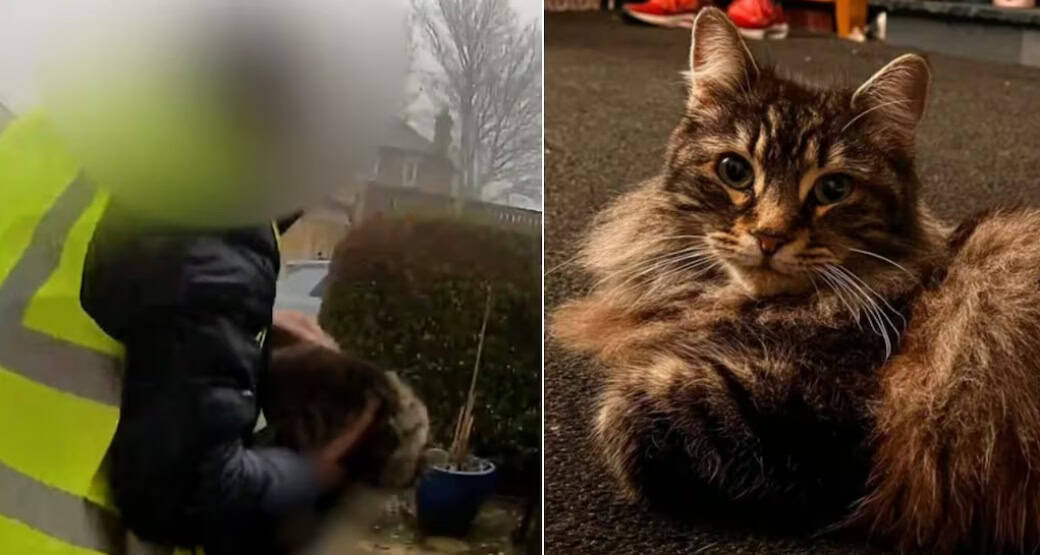 Gata es robada de su casa por repartidor de Amazon en Inglaterra