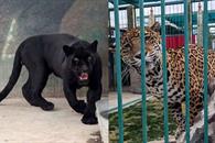 Rescatan fauna silvestre en inmueble de Quer&eacute;taro