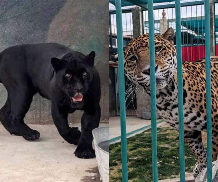 Rescatan fauna silvestre en inmueble de Quer&eacute;taro