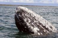 Inicia temporada de avistamiento de ballena gris en santuarios