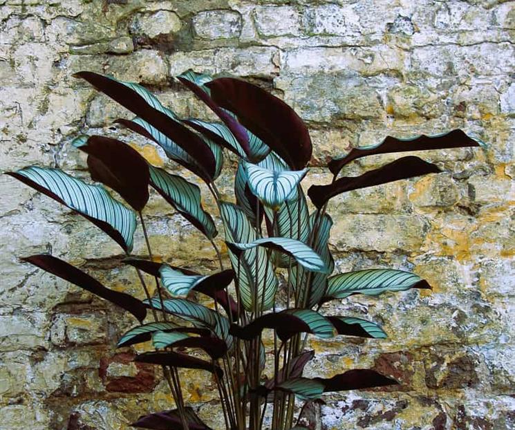 Las 5 plantas más recomendadas para interiores