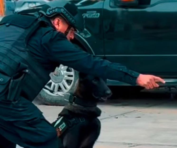 Fortalece Guadalupe su seguridad con 9 ejemplares caninos de &eacute;lite