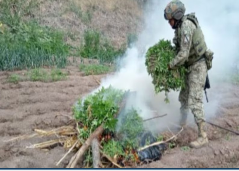 Aseguran qu&iacute;micos y plant&iacute;o de mariguana en Culiac&aacute;n