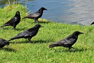 Cinco datos curiosos sobre los cuervos