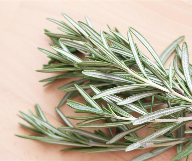 &iquest;Por qu&eacute; recomiendan poner una ramita de romero en el ba&ntilde;o?