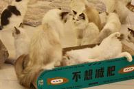 UNAM advierte sobre el síndrome del arca de Noé UNAM advierte sobre el síndrome del arca de Noé