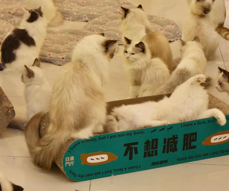 UNAM advierte sobre el síndrome del arca de Noé UNAM advierte sobre el síndrome del arca de Noé