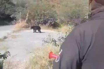 Deambula otro oso en colonia de San Pedro