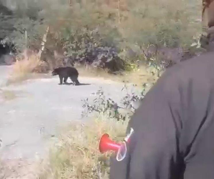 Deambula otro oso en colonia de San Pedro