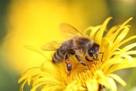 &iquest;Qu&eacute; significa que una abeja se acerque a tu casa?